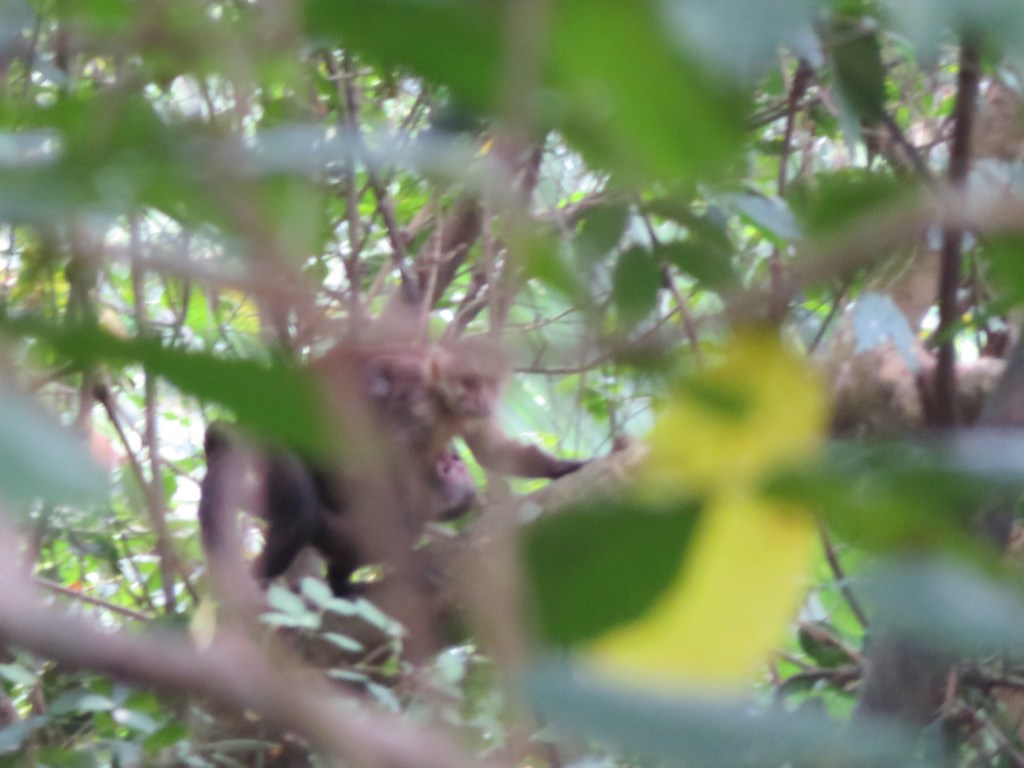 Momma Capucin carrying baby Capuchin in Tayrona National Park