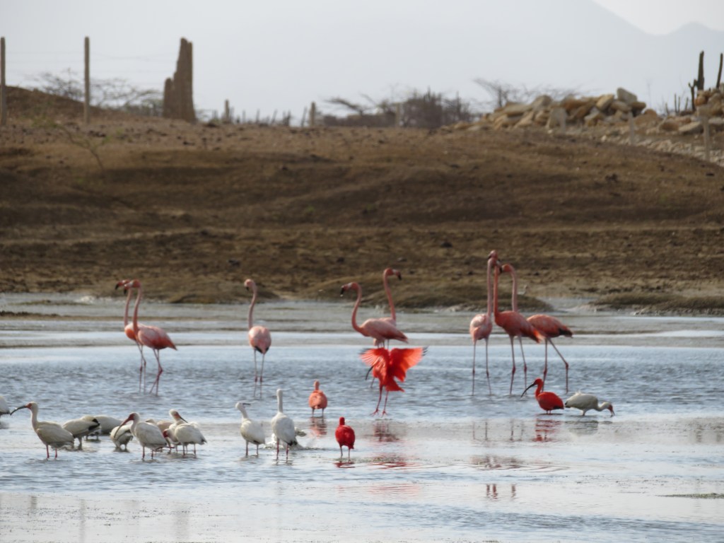 Flamingo in La Guajira